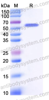 Recombinant Human RSPO3 Protein, C-Fc-His