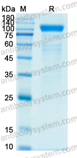 Recombinant Human ACE2 Protein, No tag