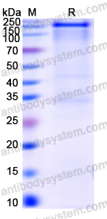 Recombinant Human ACE2 Protein, C-Fc