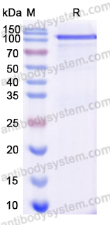Recombinant Human MDA5/IFIH1 Protein, N-Strep