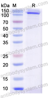Recombinant Human MDA5/IFIH1 Protein, N-Strep