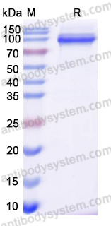 Recombinant Human MDA5/IFIH1 Protein, N-Strep