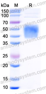 Recombinant Human CD244 Protein, C-His