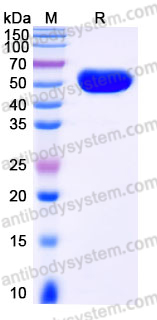 Recombinant Human IL22 Protein, C-hFc (IgG2)