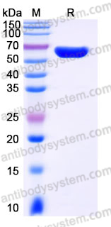 Recombinant Human IL22 Protein, C-hFc (IgG4)