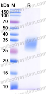 Recombinant Human IL22 Protein, Tag free