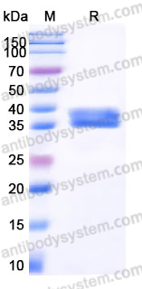 Recombinant Human CD299/CLEC4M Protein, N-8*His-Flag