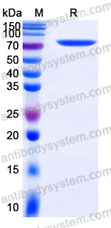 Recombinant Human CD209 Protein, N-Fc