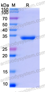 Recombinant Human CD266/TNFRSF12A Protein, N-Fc