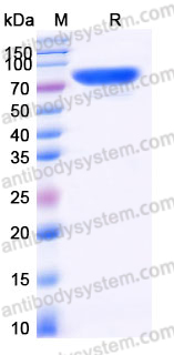 Recombinant Human CD320 Protein, C-Fc