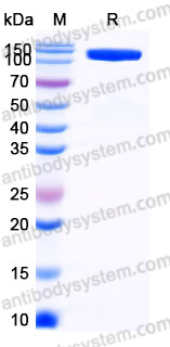 Recombinant Human SEMA4B Protein, C-Fc-His