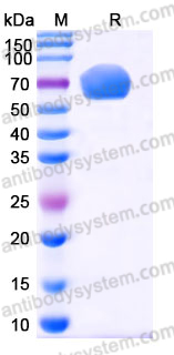Recombinant Human CD319/SLAMF7 Protein, C-mFc