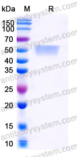 Recombinant Human CD113/NECTIN3 Protein, C-His