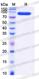 Recombinant Human DLL4 Protein, C-Fc