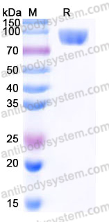 Recombinant Human IL1RAPL1 Protein, C-Fc
