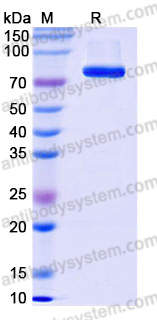 Recombinant Human CD172g/SIRPG Protein, C-Fc