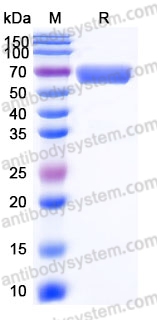 Recombinant Human CD300a Protein, C-Fc-His