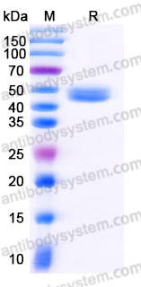 Recombinant Human IL17B Protein, C-Fc