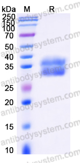 Recombinant Human CD207 Protein, N-His