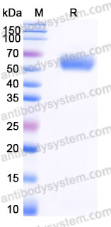 Recombinant Human CD328/SIGLEC7 Protein, C-His