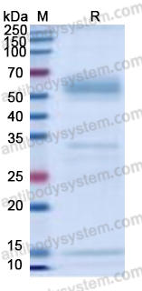 Recombinant Human ANGPTL3 Protein, C-His