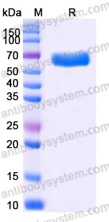 Recombinant Human ANGPTL3 Protein, C-Fc