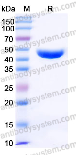 Recombinant Human CD357/TNFRSF18/GITR Protein, C-Fc