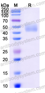 Recombinant Human LYVE1 Protein, C-His