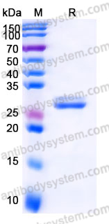 Recombinant Human CD321/F11R/JAM-A Protein, C-His