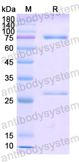 Recombinant Human IgE Protein