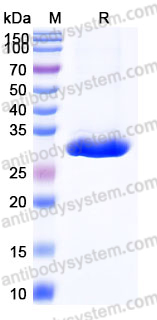 Recombinant Human IgG2/IGHG2 Protein, Tag free