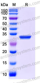Recombinant Human IgG2/IGHG2 Protein, Tag free