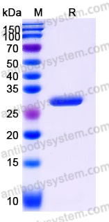 Recombinant Human IgG4/IGHG4 Protein, Tag free