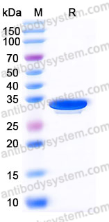 Recombinant Human IgG4/IGHG4 Protein, Tag free