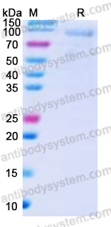 Recombinant Human CD307e/FCRL5 Protein, C-His
