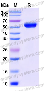 Recombinant Human CD369/CLEC7A Protein, N-Fc