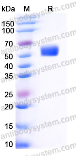Recombinant Human GPIHBP1 Protein, C-Fc