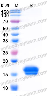 Recombinant Human DLL3 Protein, C-His