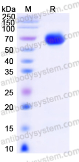 SDS-PAGE for Recombinant Human VSIR/VISTA Protein, C-Fc ?>