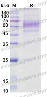 Recombinant Human ASTL/Ovastacin Protein, C-His