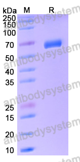 Recombinant Human SIGLEC15/CD33L3 Protein, C-Fc