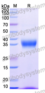 Recombinant Human SIGLEC15/CD33L3 Protein, C-His