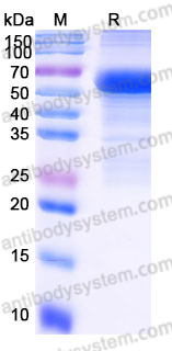 Recombinant Human SIGLEC15/CD33L3 Protein, C-mFc