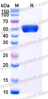 Recombinant Human SIGLEC8/SAF-2 Protein, C-His
