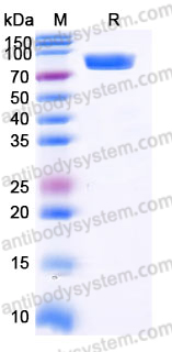 Recombinant Human SIGLEC8/SAF-2 Protein, C-mFc