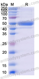 Recombinant Human CLEC2D/OCIL/LLT1 Protein, C-Fc