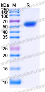 Recombinant Human TREML1/TLT1 Protein, C-Fc