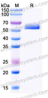 Recombinant Human ENTPD2/CD39L1 Protein, C-His
