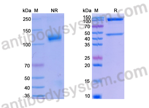 Recombinant Human CRBN & DDB1 Protein, N-Strep & C-His