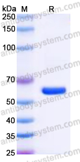 Recombinant Human ULBP1 Protein, C-Fc